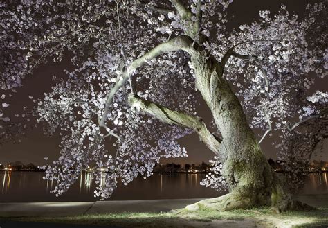 Gorgeous 'Light Paintings' of D.C.'s Cherry Blossoms at Night - The Atlantic