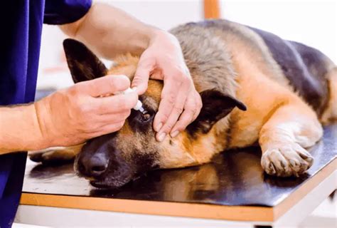 Top 10 Common German Shepherd Health Problems | German Shepherd Country