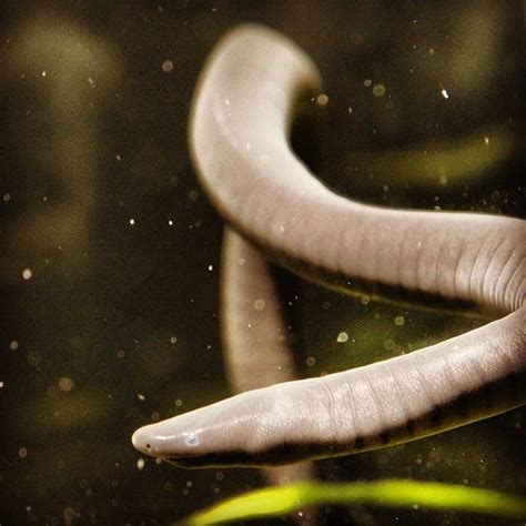 Aquatic Caecilians: The Legless Amphibians