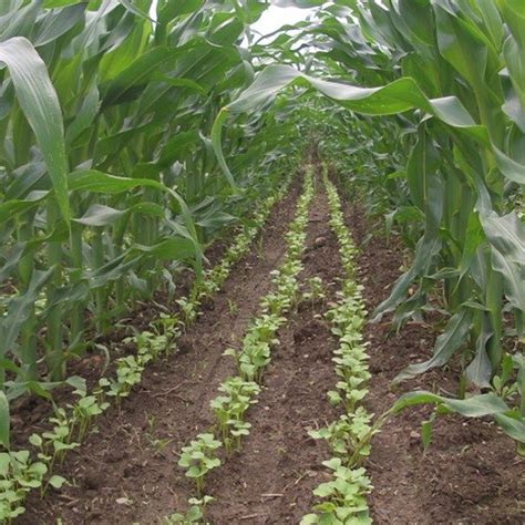 Cover Crops and Reduced Tillage | Northwest Crops and Soils Program | The University of Vermont