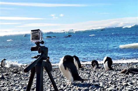 Wildlife in Antarctica - What The Experience Is Really Like