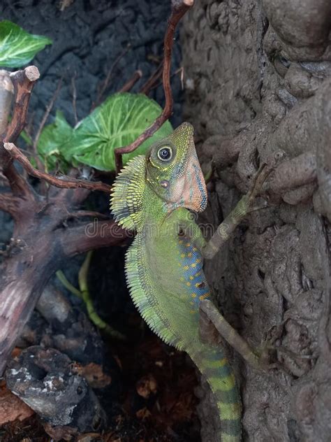 Male Giant Forest Dragon Lizard (Gonocephalus Grandis) Stock Image - Image of malaysia, myanmar ...