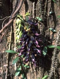 Mucuna Seeds at Best Price from Manufacturers, Suppliers & Traders