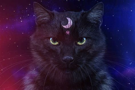 130 Spiritual Cat Names for Mystical Mousers | Great Pet Care