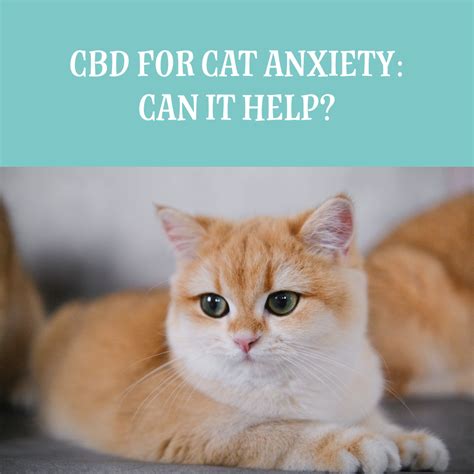 CBD for Cat Anxiety: Can It Help? | Rover's Wellness