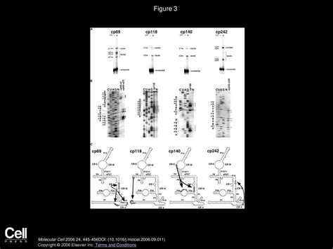 Structure and Function of Eukaryotic Ribonuclease P RNA - ppt download