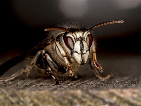 Stinging Insect Identification: Hornets and Killer Bees | Legacy Extermination