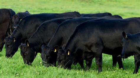 Angus producer group taking bookings for 30c/kg factory bonus