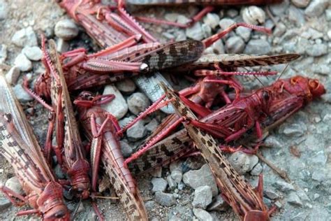 Red locusts remain threat; rain hampering eradication efforts – African Farming