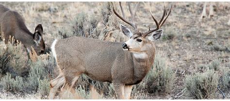 Rocky Mountain right-of-way project enhances mule deer habitat ...