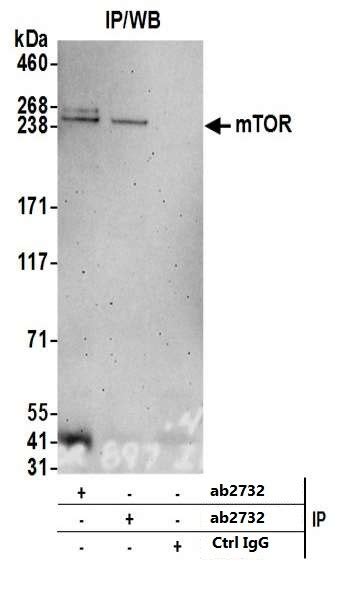 Anti-mTOR antibody (ab2732) | Abcam