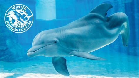 Clearwater Marine Aquarium Announces Winter the Dolphin’s Legacy