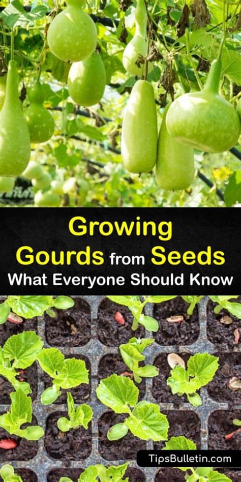 The Complete Guide to Growing Gourds from Seeds