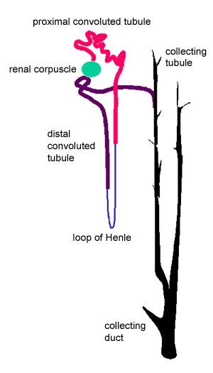 Urinary system: The Histology Guide