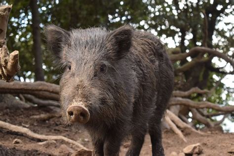 Iron Age Pigs Are A Tasty Yet Formidable Hybrid Of Pig And Wild Boar | IFLScience