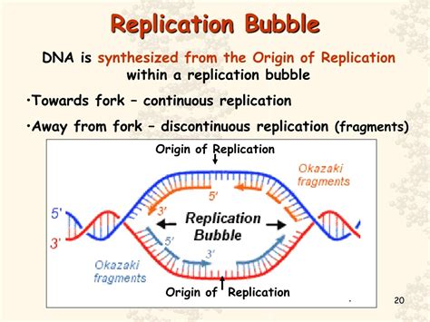 Replication Bubble Diagram