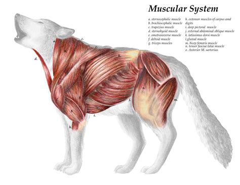 Grey Wolf Muscular System Scientific Illustration Print