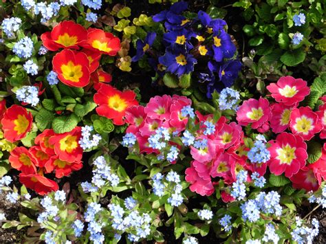 Free Images : flower, flora, flowers, shrub, floribunda, primula, flowering plant ...