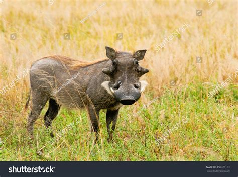 Wart Hog Stock Photo 458928163 | Shutterstock