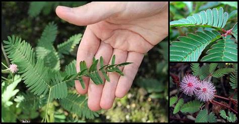 Makahiya (Touch-Me-Not Plant): A Remedy for Asthma, Arthritis, Diabetes, and Many More | Dr ...