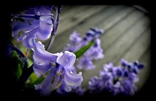 spring flower | bluebells grow back every year | Riik@mctr | Flickr