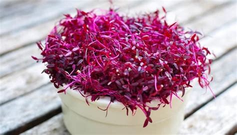 Amaranth Microgreens: What You Need To Know To Get Started