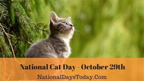 National Cat Day 2023: Things Everyone Should Know