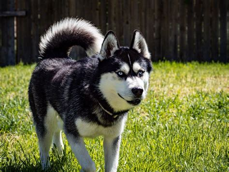 The Samoyed Husky Mix: Temperament, Size, Traits, and More!