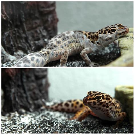 Leopard Gecko Shedding 101: Symptoms, Problems & Behavior - More Reptiles