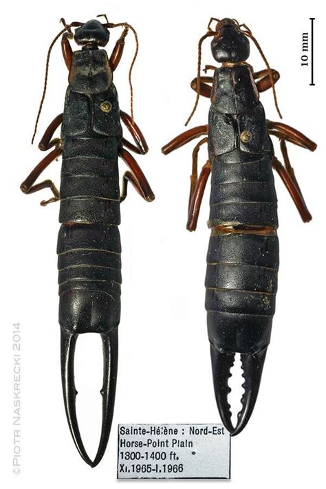 Giant earwig from St. Helena, 8cm long, is now officially extinct. | Extinct animals, Earwigs ...