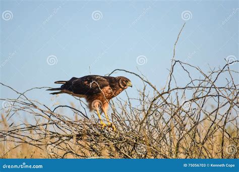 Female Northern Harrier. stock image. Image of identification - 75056703