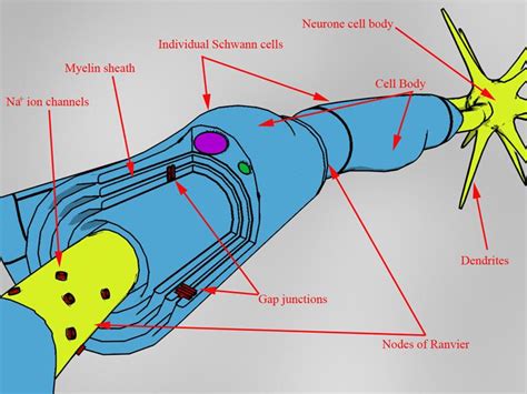 Difference Between Oligodendrocytes and Schwann Cells | Compare the ...