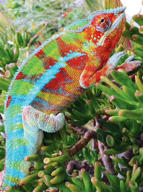 Panther Chameleon Care Information - Reptiles Magazine