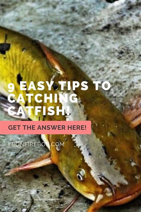 Get my 9 Easy Tips For Catching Catfish With Success | How to catch ...