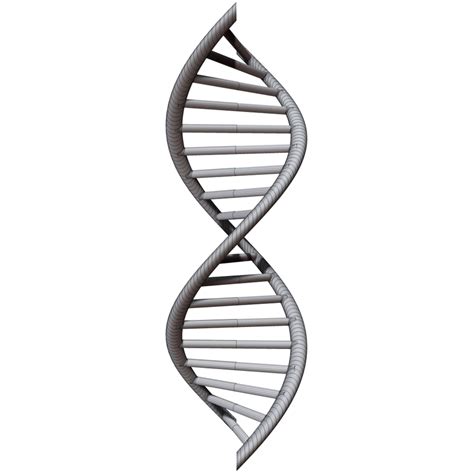 Dna chain 3D model - TurboSquid 1200745