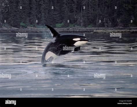 Killer Whale (Orcinus Orca), a toothed whale, breaching Southeast ...