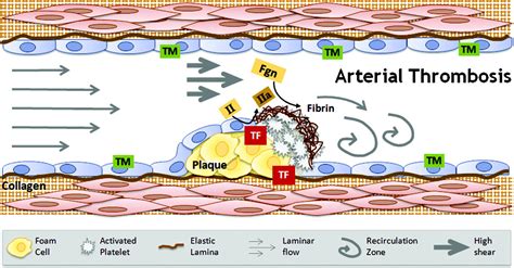 One Tiny RNA Could Break the Cycle of Arterial Thrombosis | Cardiology