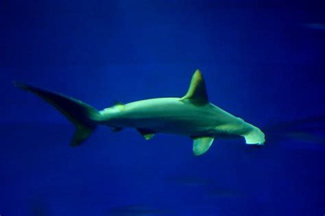 Hammerhead Shark | seen at the Monterey Bay Aquarium. | Martin Cathrae | Flickr