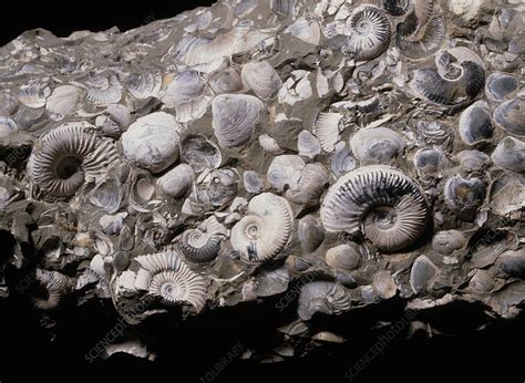 Assortment of fossilized ammonites and bivalves. - Stock Image - E442/0235 - Science Photo Library