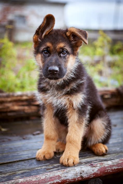 Puppy Shepherd | Baby German Shepherds in 2020 | Cute funny animals ...