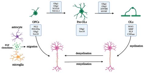 Oligodendrocytes Astrocytes