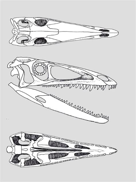 Coelophysis Skeleton