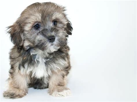 Havapoo: What is this Mix? | All Things Dogs | Miniature poodle mix, Havapoo puppies, Poodle mix