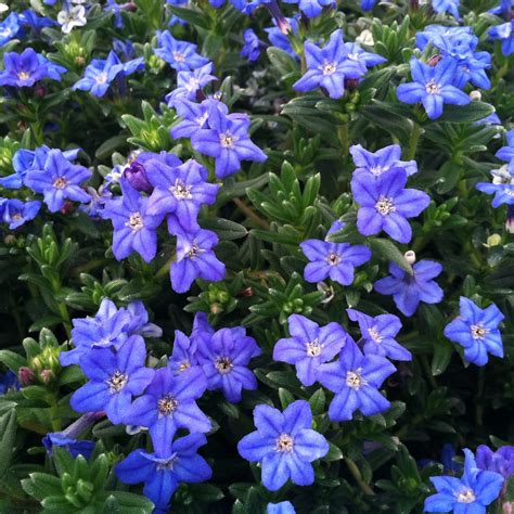 Lithodora Diffusa Heavenly Blue Stekken