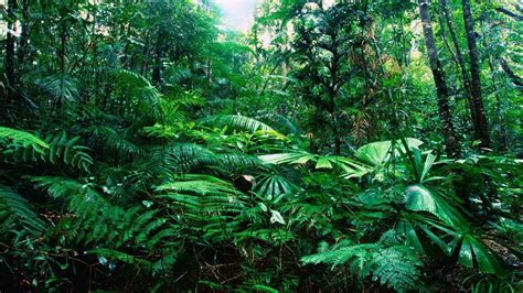 🔥 Download Tropical Rainforest Wallpaper by @karav | Tropical Rainforest Wallpapers, Rainforest ...