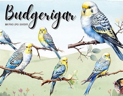 Budgerigar Projects :: Photos, videos, logos, illustrations and ...