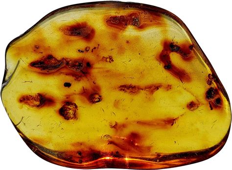Genuine Amber Fossil Specimen - Multiple Insect Inclusions - Naturally Formed from Colombia with ...