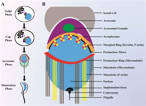 The molecular mechanisms underlying acrosome biogenesis elucidated by ...