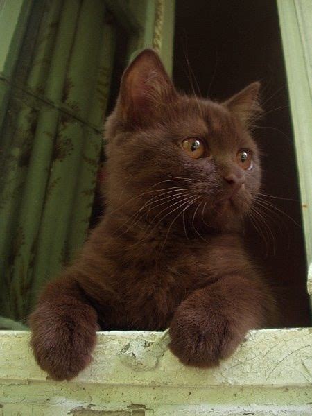 Rare Chocolate Kitten | Kittens cutest, Pretty cats, Brown cat