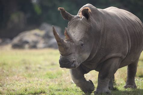 Southern White Rhinoceros